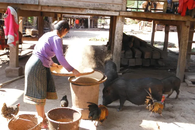 Trekking in Nam Ha NPA – Challenge, Riverside Camp & Khmu Tribe – 3 Days 4